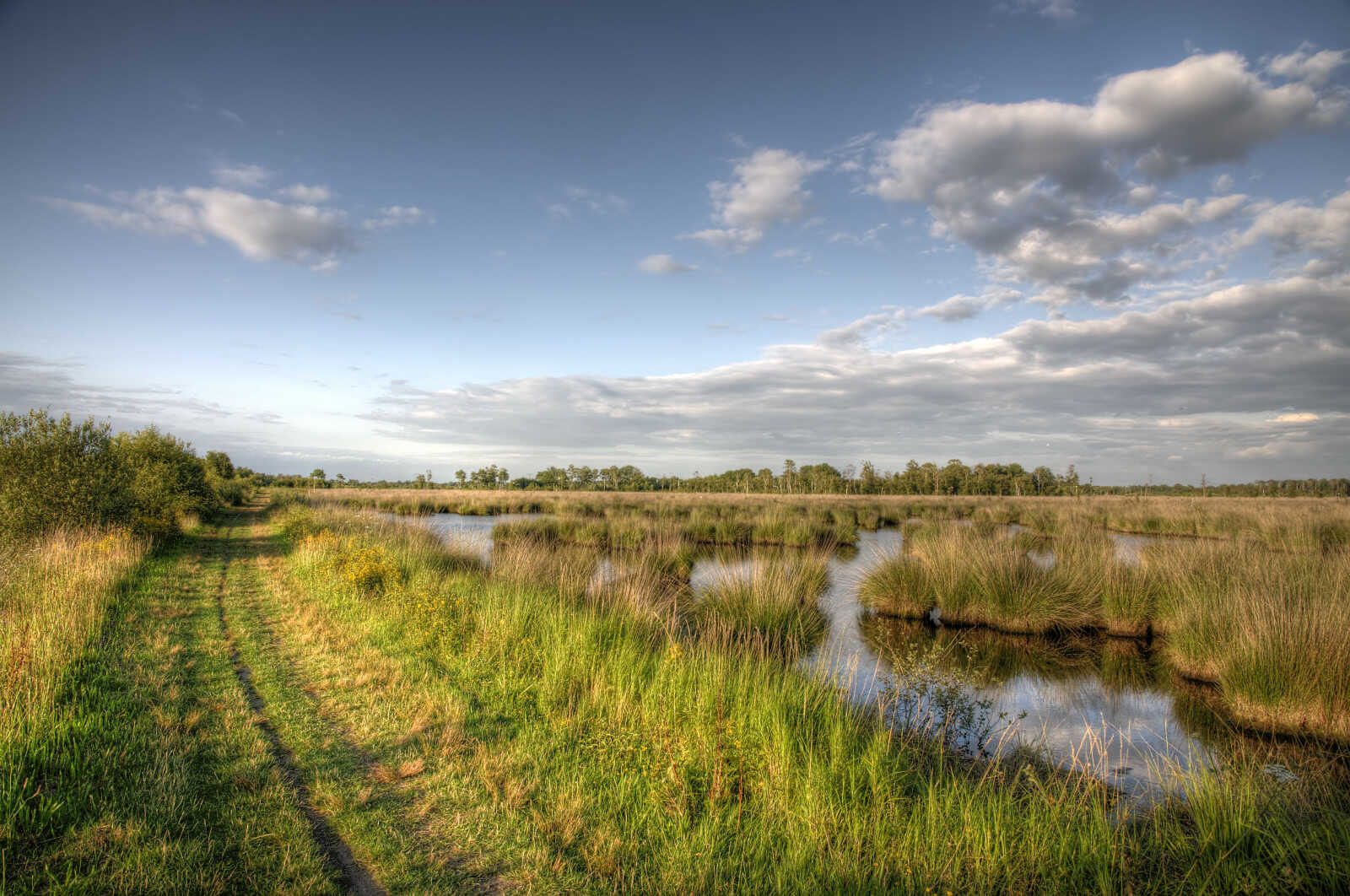 Oer-IJ-lezing: Het landschap van de veengebieden in Laag Holland tijdens de late middeleeuwen